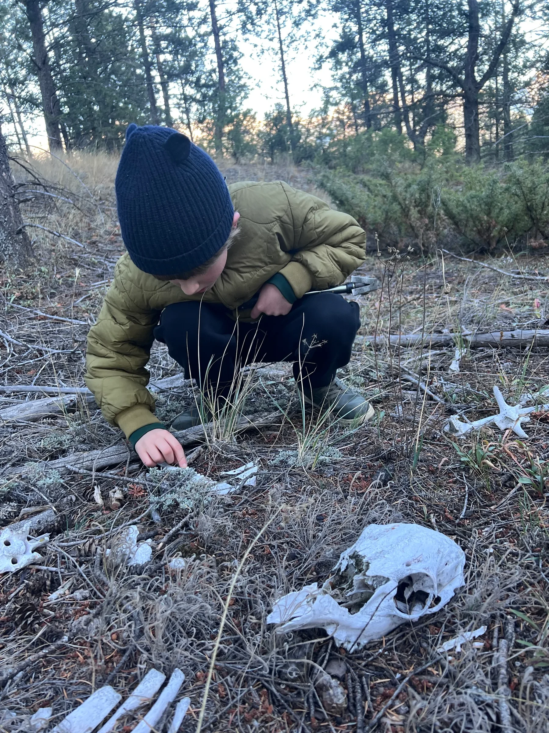 A child in a blue knit hat and green jacket crouches among dry grass, pine needles, and scattered animal bones, including a skull, in a forest.