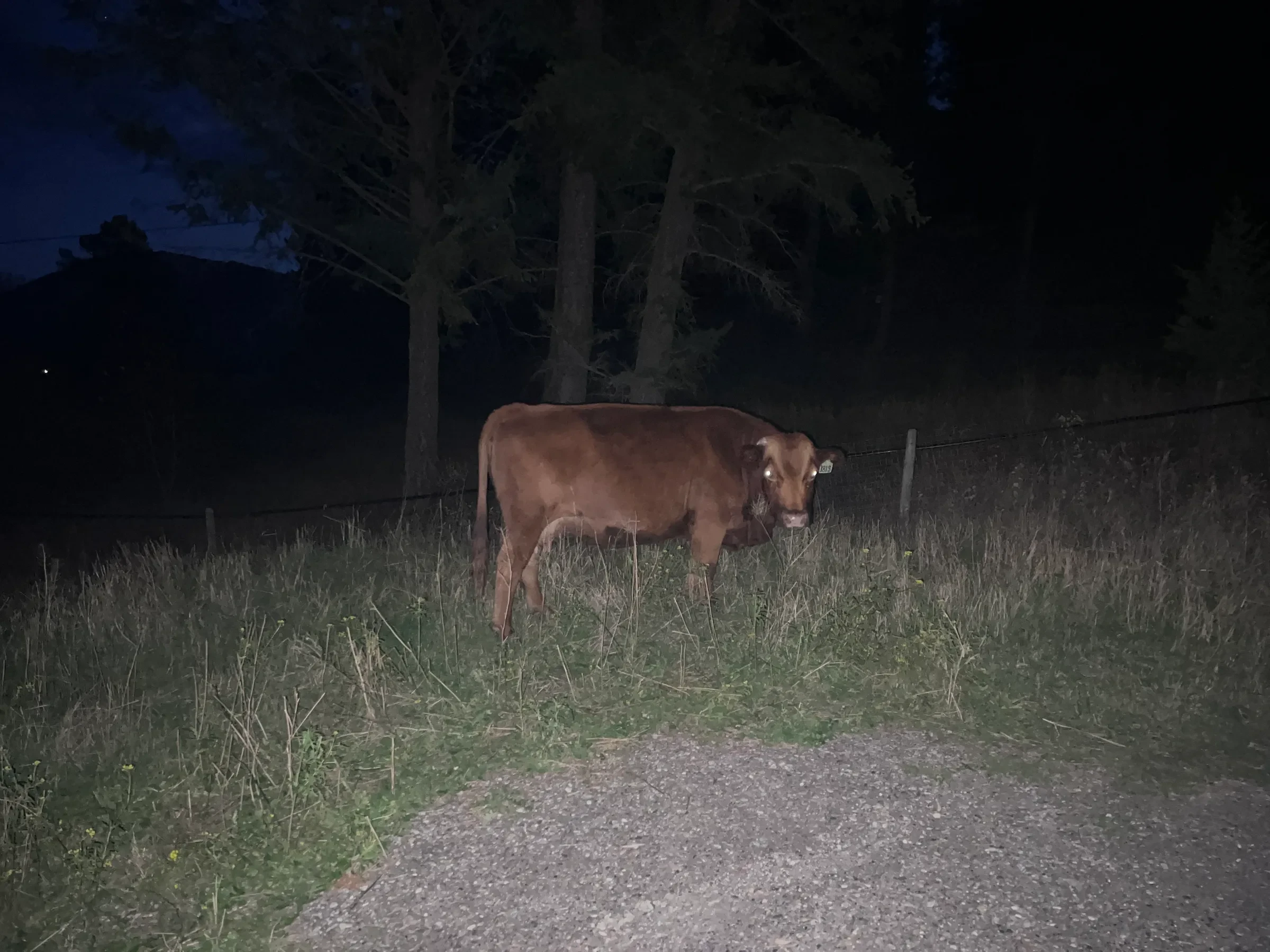 A brown cow stands in tall grass next to a gravel path at night, illuminated by a camera flash. The animal faces the camera with glowing eyes, positioned in front of dark trees and a fence line.